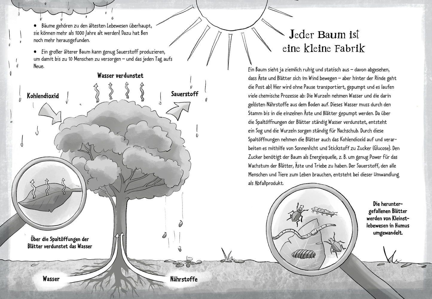 Die Grünen Piraten – Anschlag auf die Baumriesen